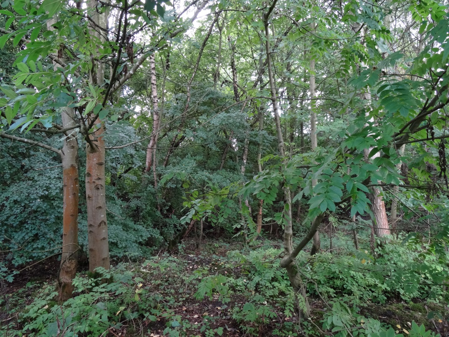 Wilde Vegetation Wilde Vegetation