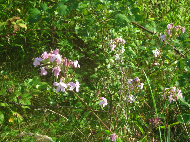 IMG_5231.jpg IMG_5231.jpg