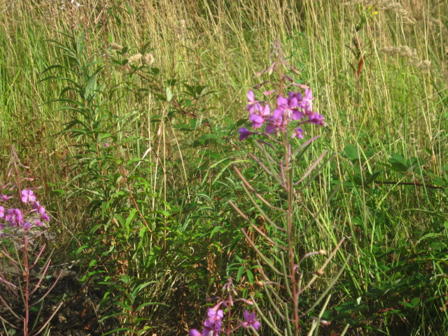 IMG_5232.jpg IMG_5232.jpg