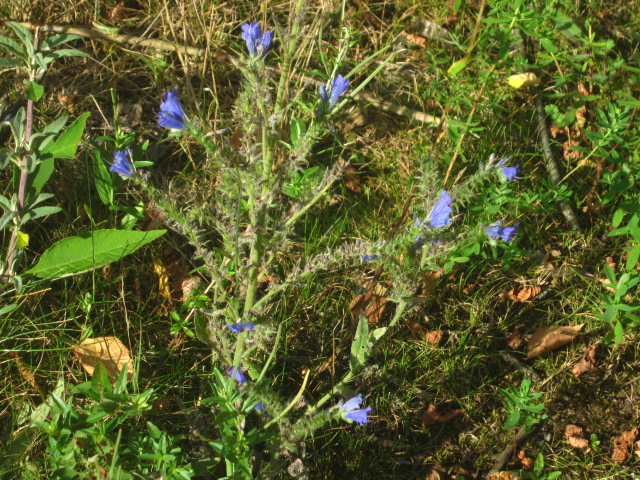 IMG_5234.jpg IMG_5234.jpg