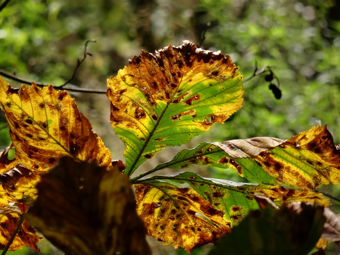 Kastanie.JPG Kastanie.JPG