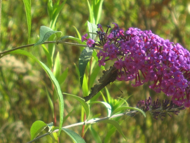 IMG_5235.jpg IMG_5235.jpg