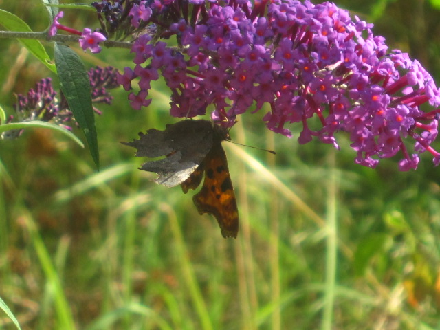 IMG_5236.jpg IMG_5236.jpg