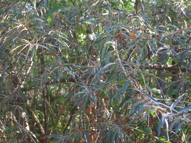 IMG_5239.jpg IMG_5239.jpg