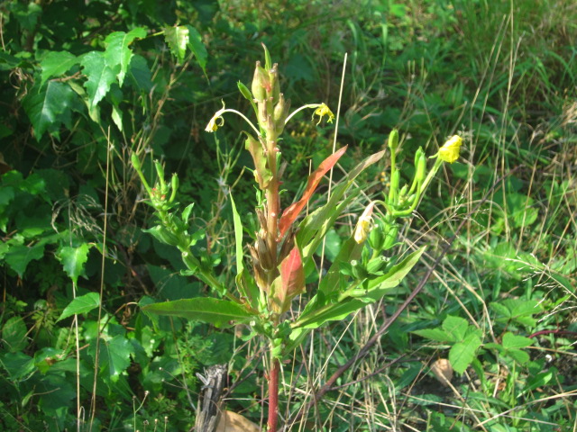 IMG_5240.jpg IMG_5240.jpg