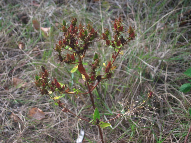 IMG_5244.jpg IMG_5244.jpg