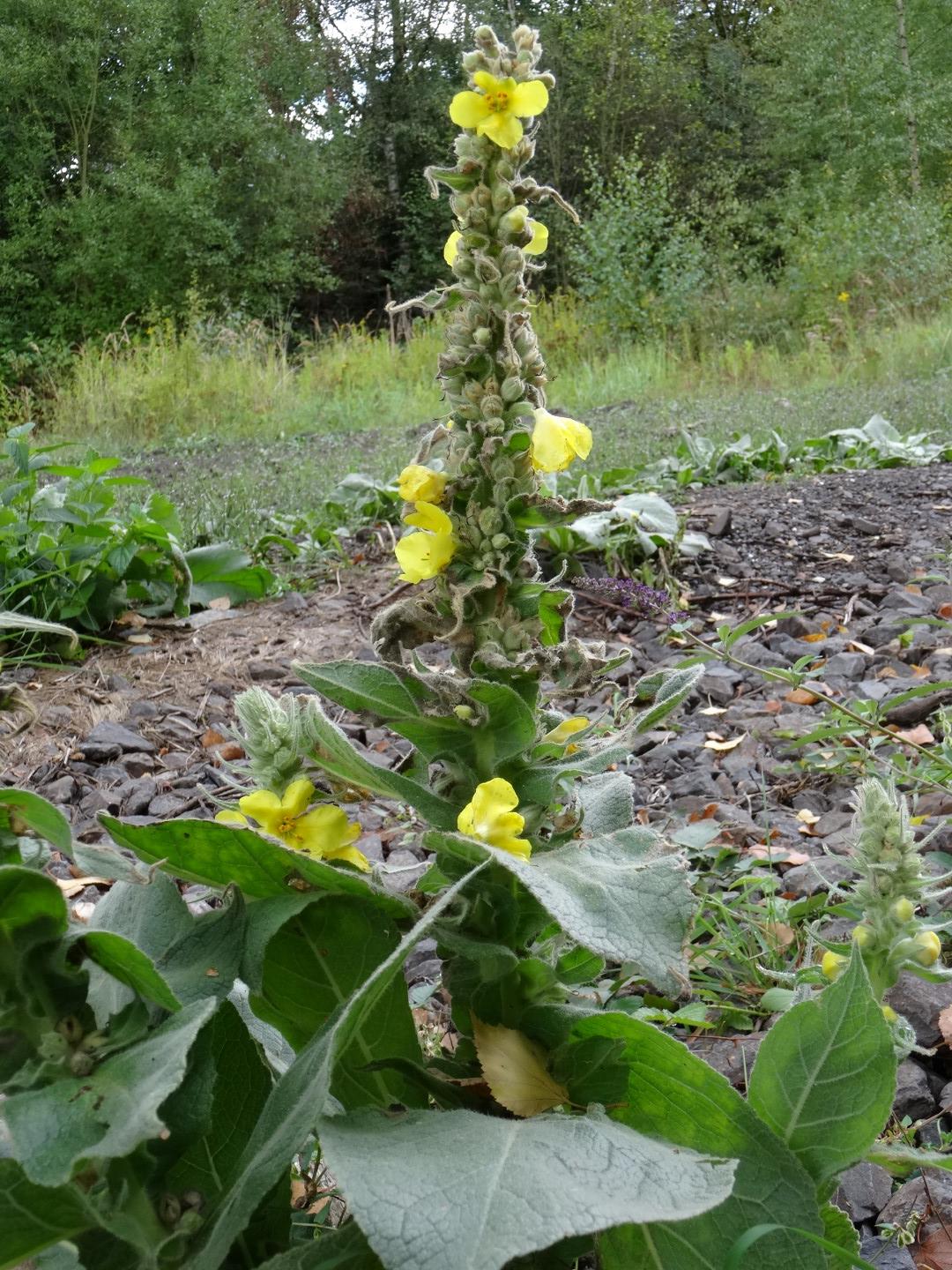 Nachtkerze.JPG Nachtkerze.JPG