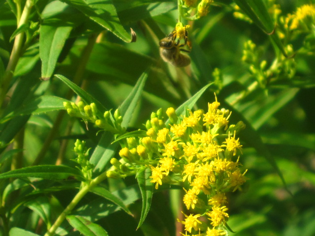 IMG_5241.jpg IMG_5241.jpg