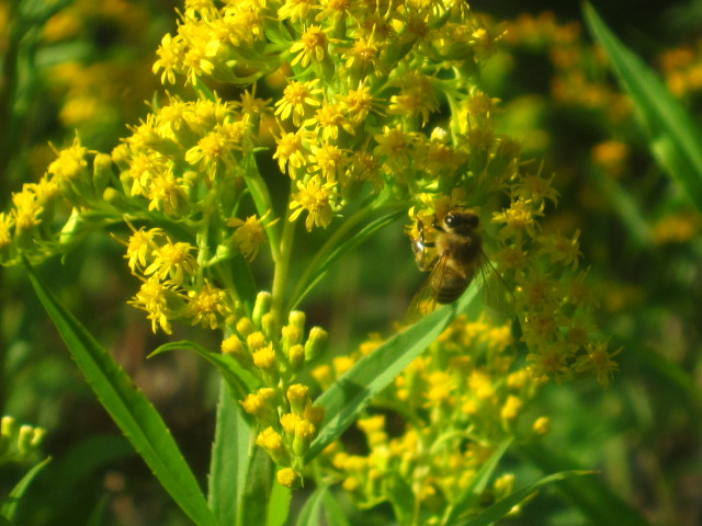 IMG_5242.jpg IMG_5242.jpg