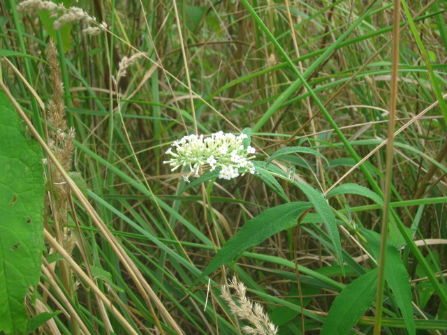 IMG_5249.jpg IMG_5249.jpg