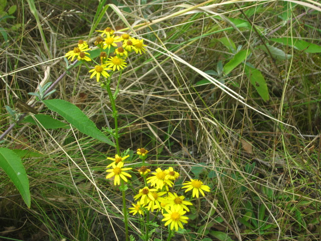 IMG_5250.jpg IMG_5250.jpg