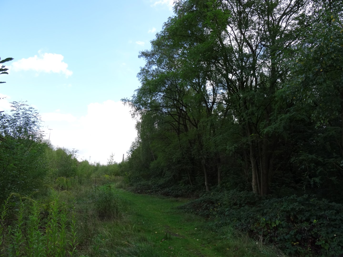 Verwunschener Pfad  Verwunschener Pfad