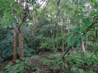 Wilde Vegetation Wilde Vegetation
