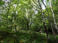 Nordwald Nordwald