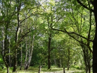 Nordwald Nordwald