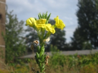 IMG_5237.jpg