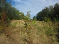 IMG_5230.jpg